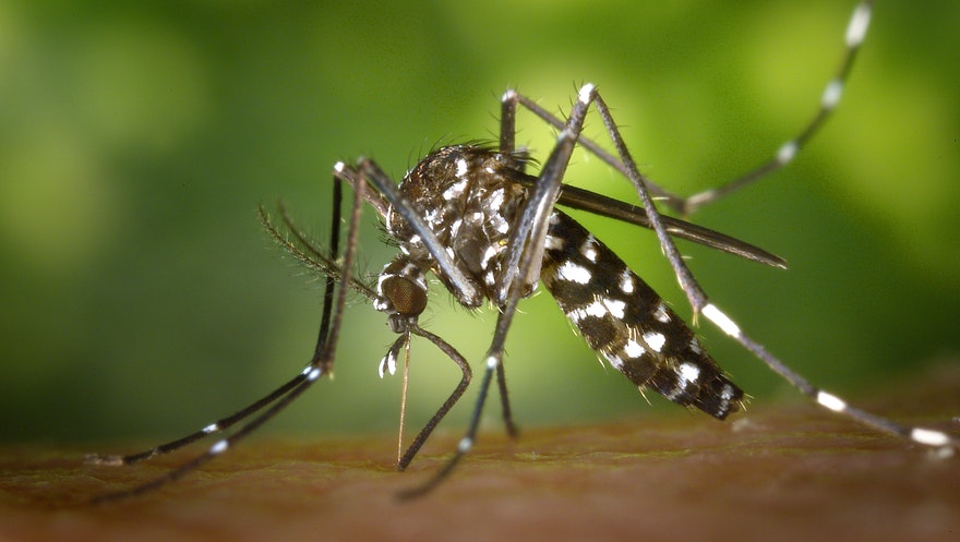 O caos provocado pelo mosquito