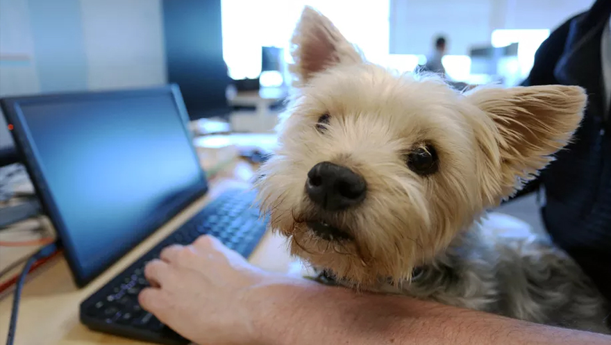 Presidente do Grupo Ser Educacional entra no ramo de teleatendimento de saúde para pets