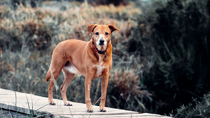 Vet4All começa a oferecer assistência à saúde para pets via internet